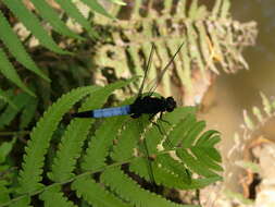 Image of Orthetrum triangulare (Selys 1878)