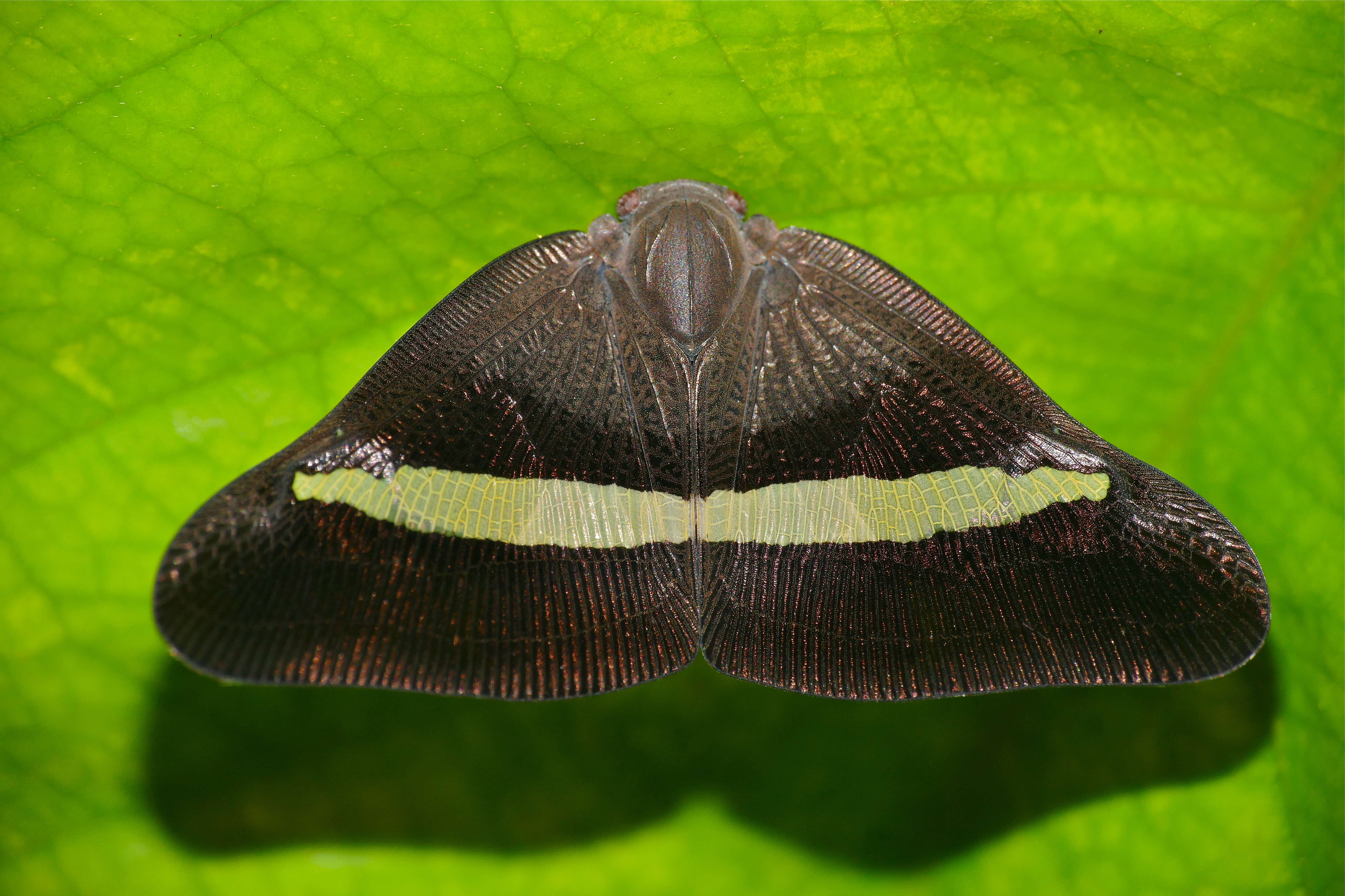 Image of Ricaniidae