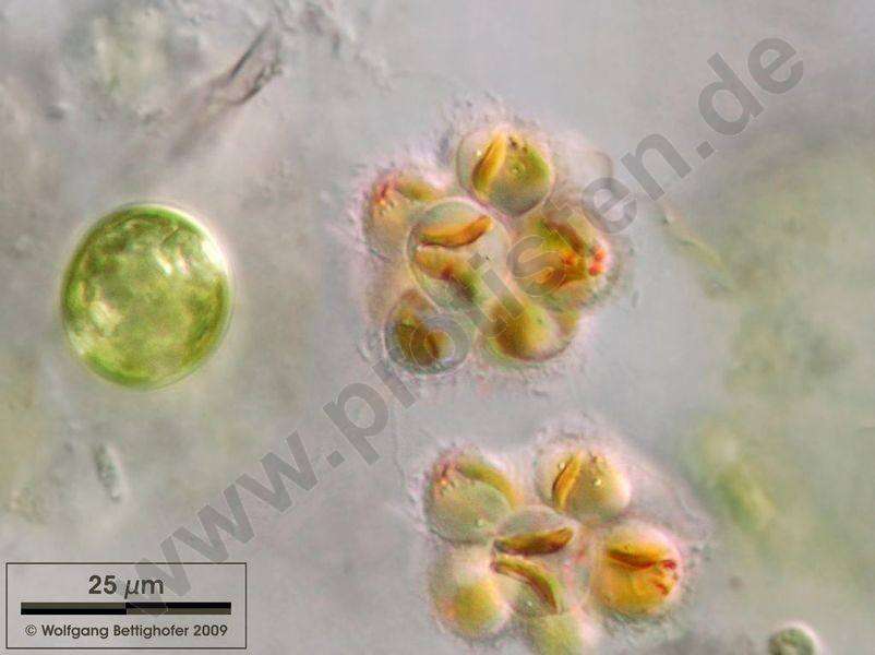 Image de SAR (Stramenopiles, Alveolates, Rhizaria)
