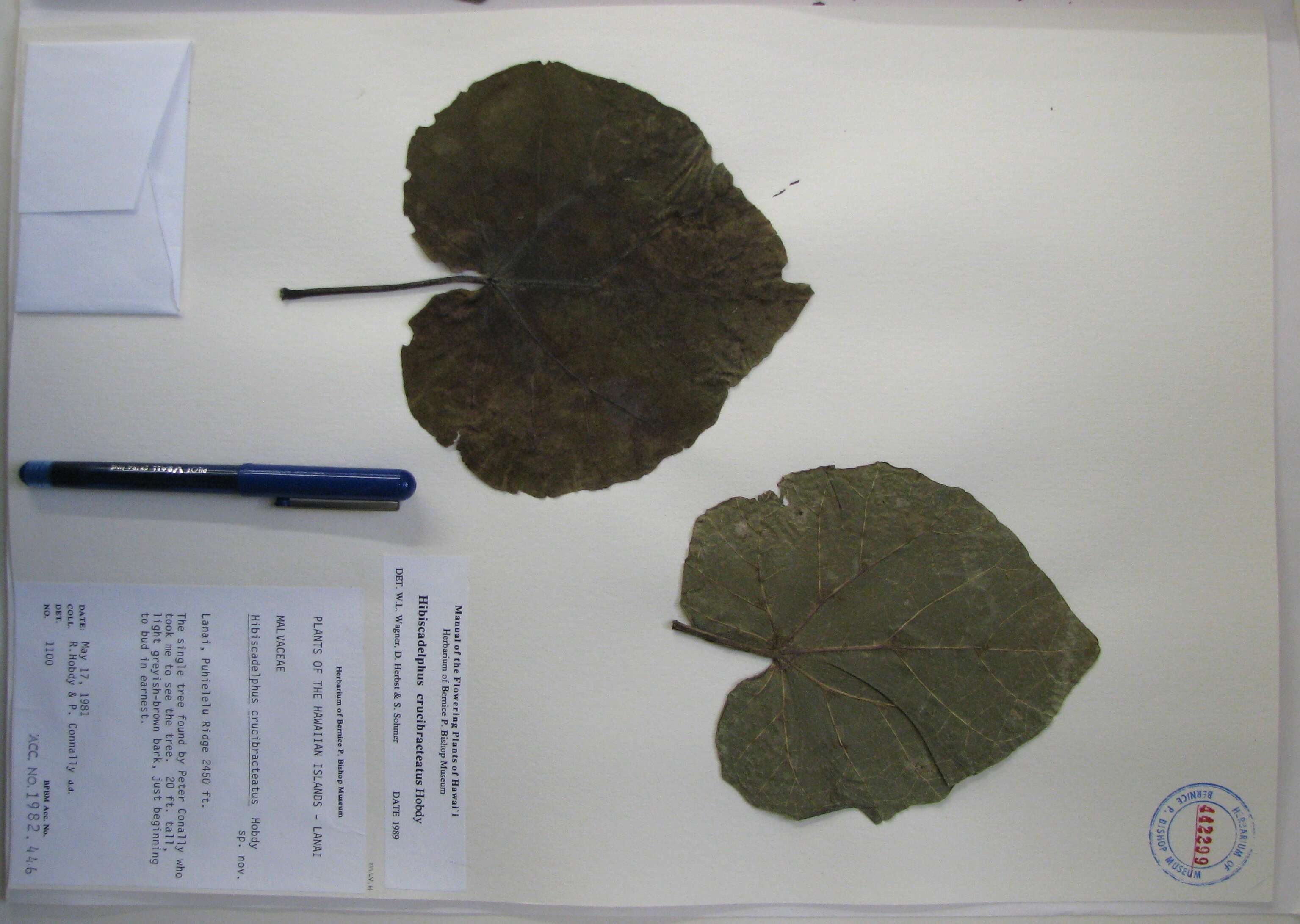 Image of hibiscadelphus