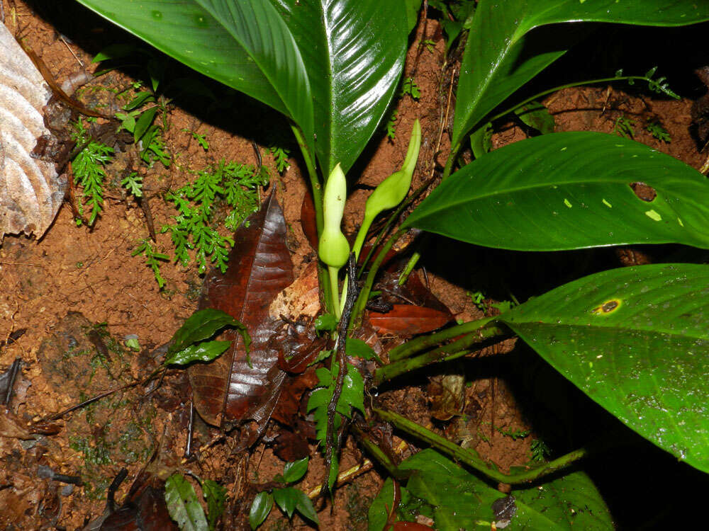 Image of Adelonema erythropus (Mart. ex Schott) Schott