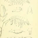 Image of Paraleucothoe novaehollandiae (Haswell 1879)