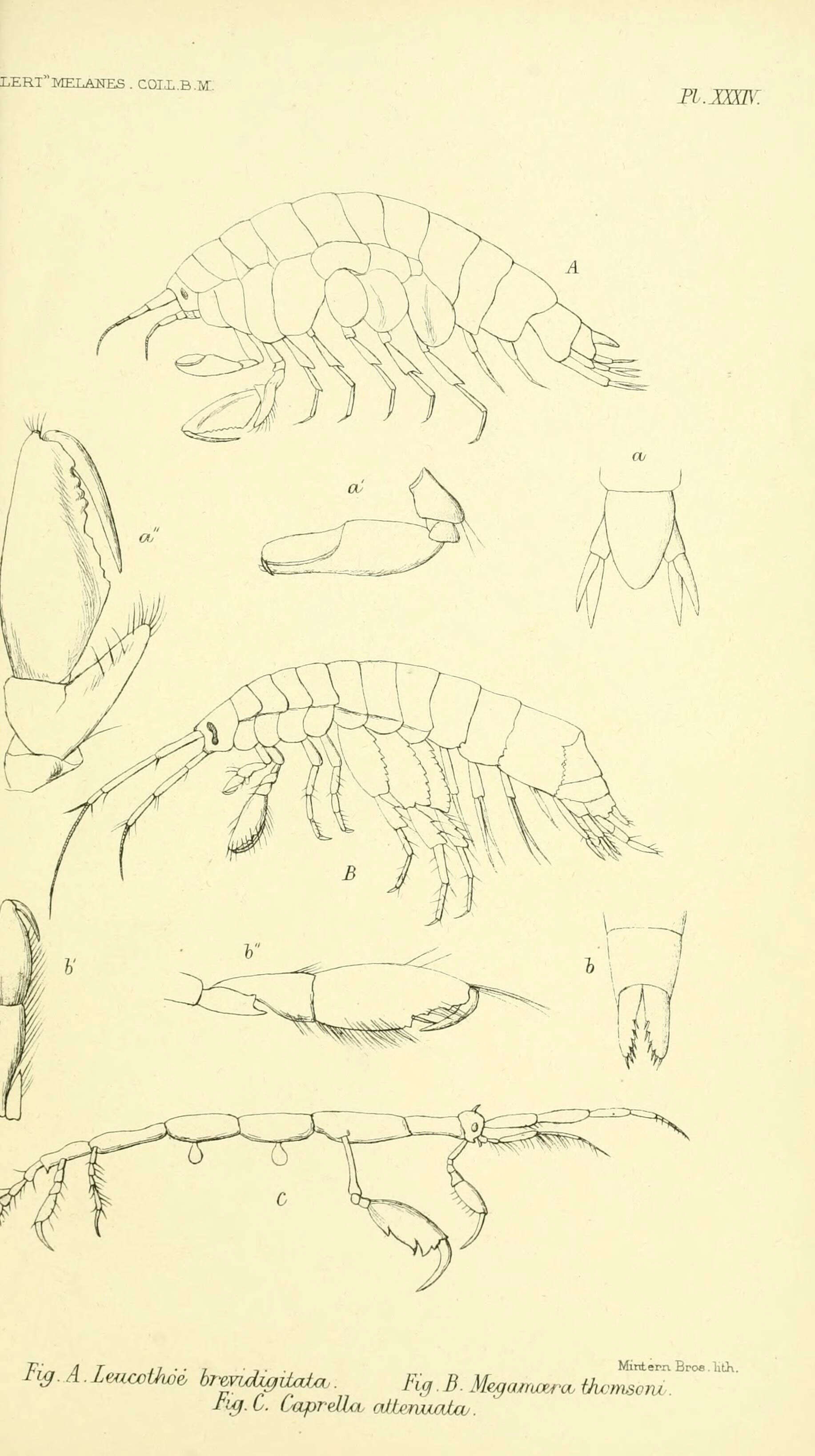 Image de Leucothoidea Dana 1852
