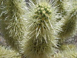 Image de Cylindropuntia bigelovii (Engelm.) F. M. Knuth