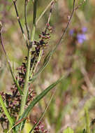 Image of grassleaf lettuce