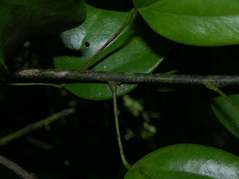 Image of Anomospermum reticulatum (C. Martius) Eichler