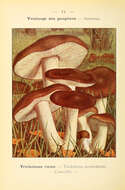 Imagem de Tricholoma pessundatum (Fr.) Quél. 1872