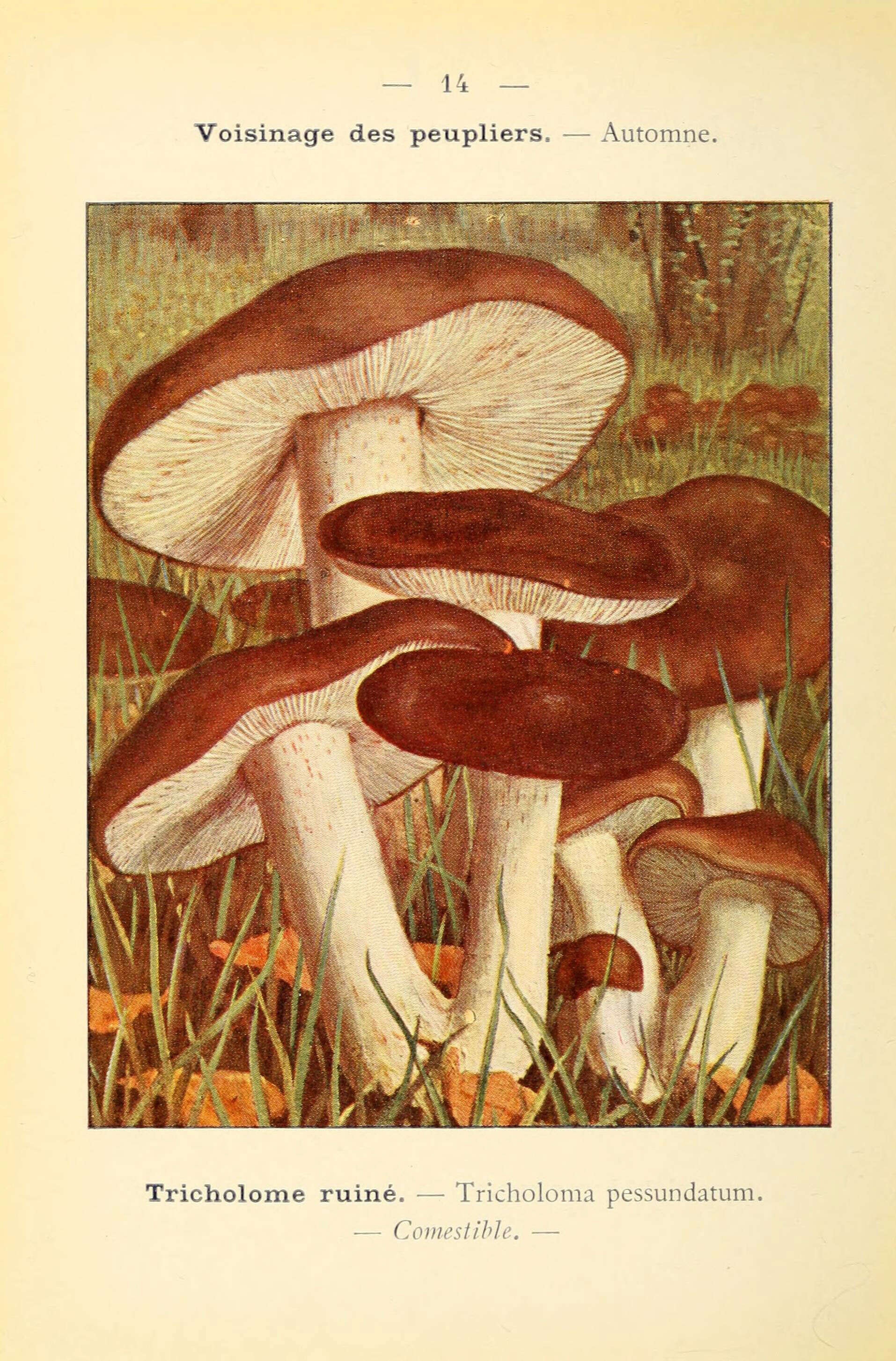 Image de Tricholoma pessundatum (Fr.) Quél. 1872