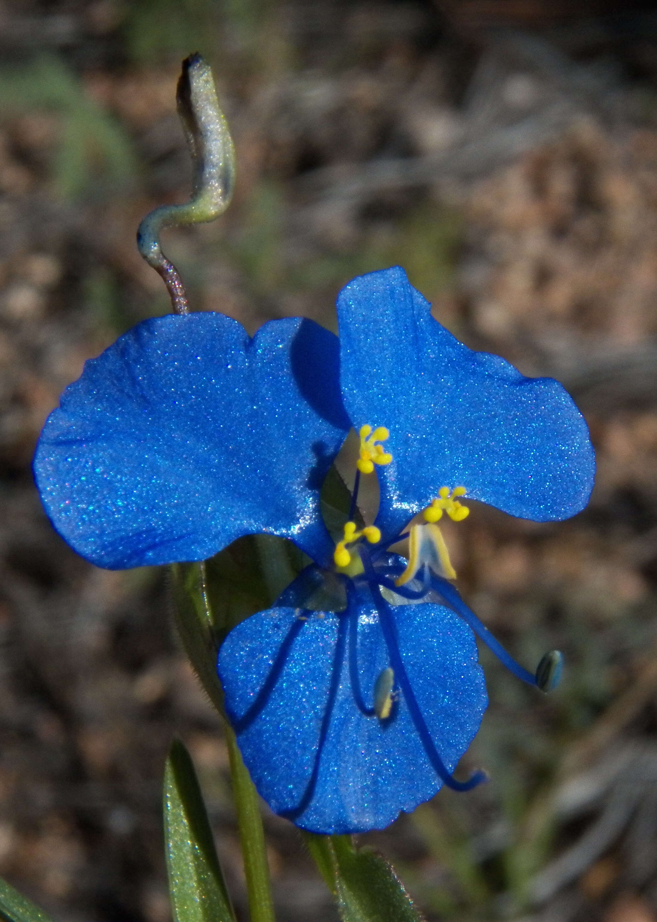 Image of dayflower