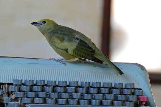 Image of Palm Tanager