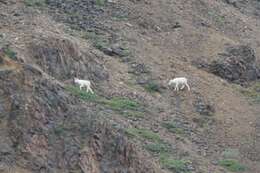 Image of Dall’s Sheep