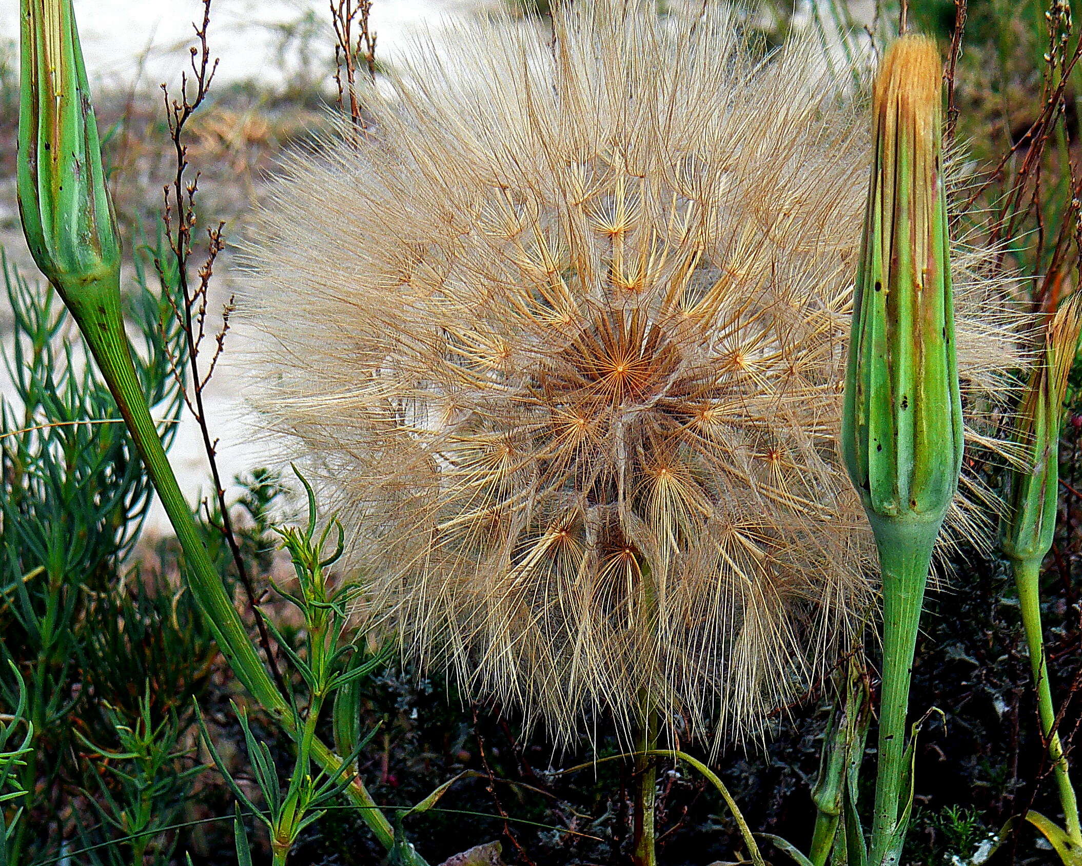 Слика од Tragopogon