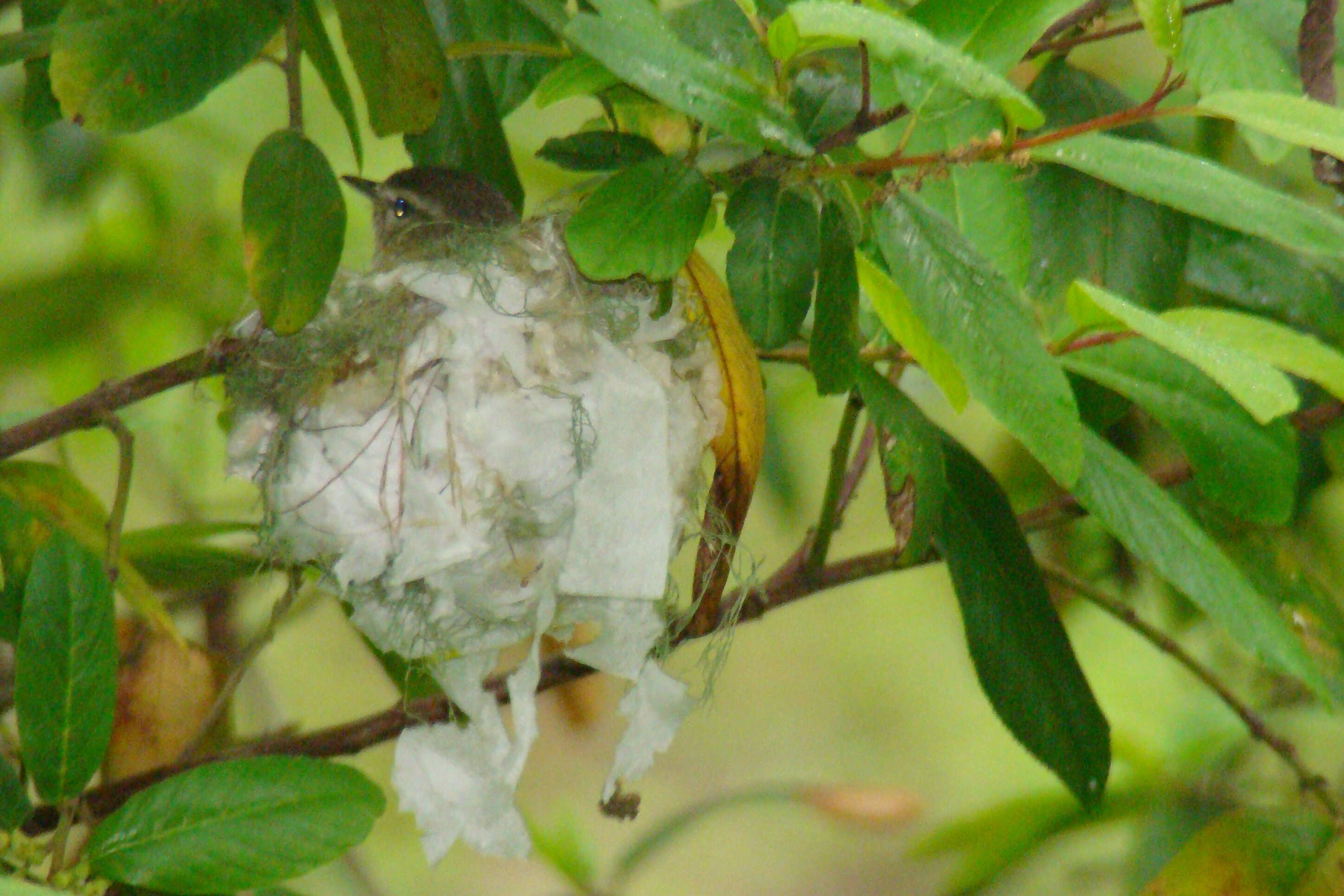 Image of Vireo Vieillot 1808