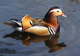 Image of Mandarin Duck