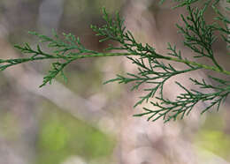 Image of juniper