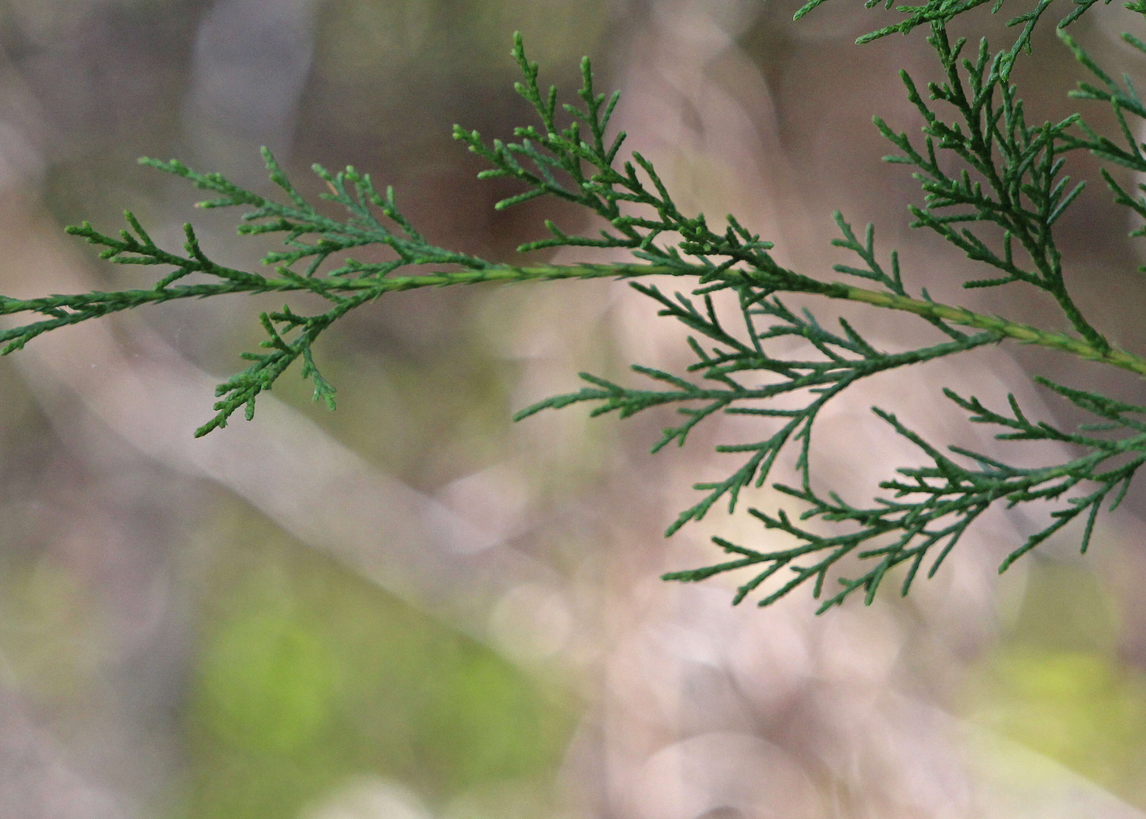 Image of juniper