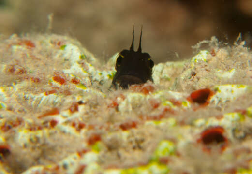 Image of Smooth-fin blenny