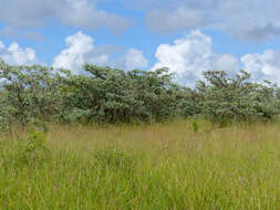 Image of tropical almond