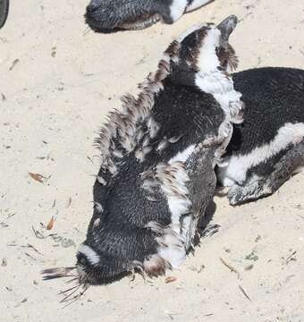 Image of African Penguin