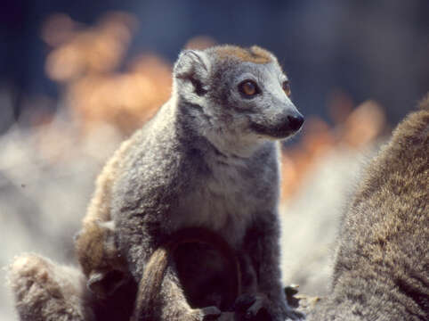 Image of true lemur