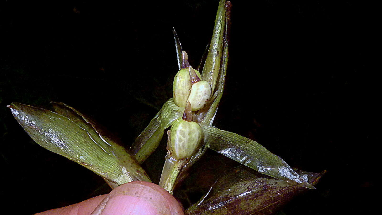 Image de Goeppertia brasiliensis (Körn.) Borchs. & S. Suárez