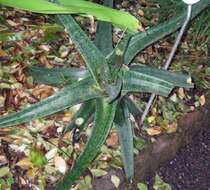 Image of Gasteria croucheri (Hook. fil.) Baker