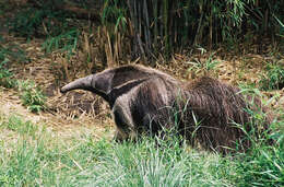 Image of anteater