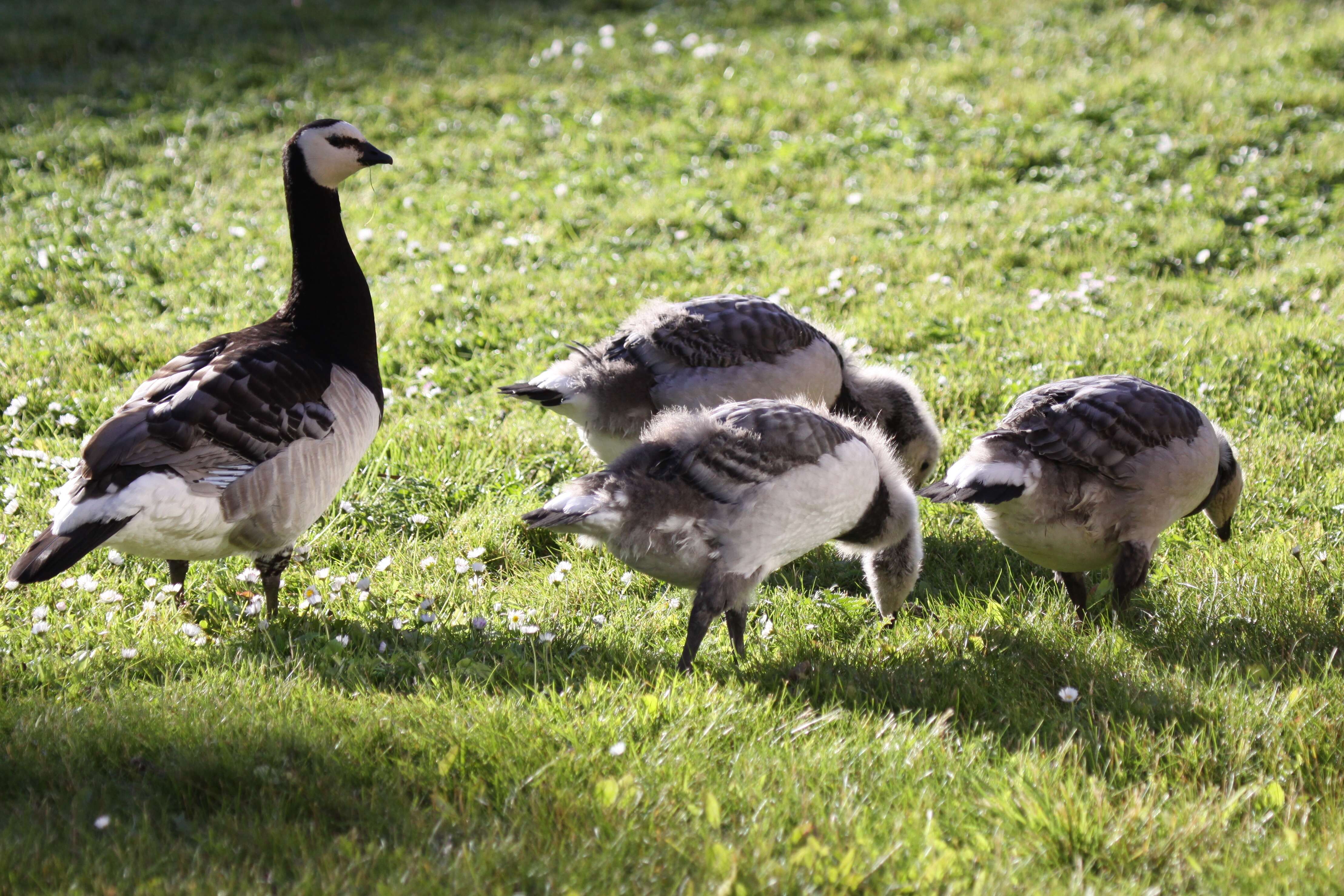 Image of Hawaiian goose