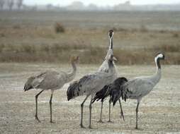 Image of Common Crane