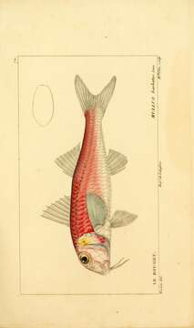 Image of Blunt-snouted Mullet