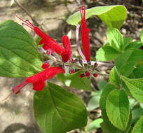 Image de Salvia cinnabarina M. Martens & Galeotti