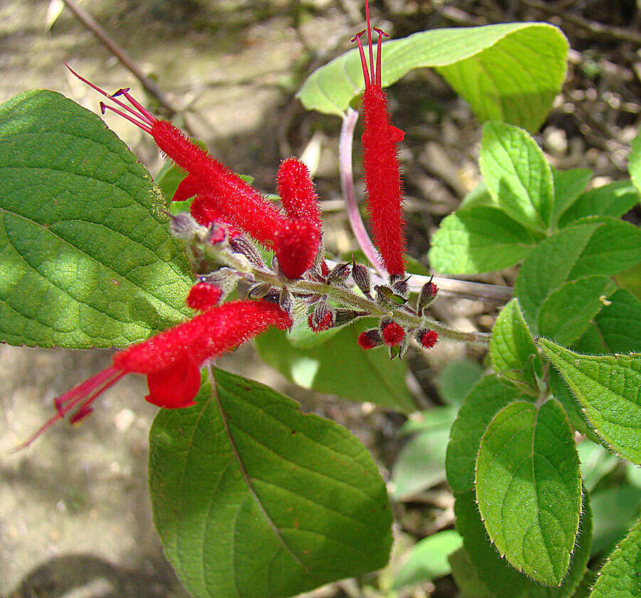 Image of Salvia cinnabarina M. Martens & Galeotti