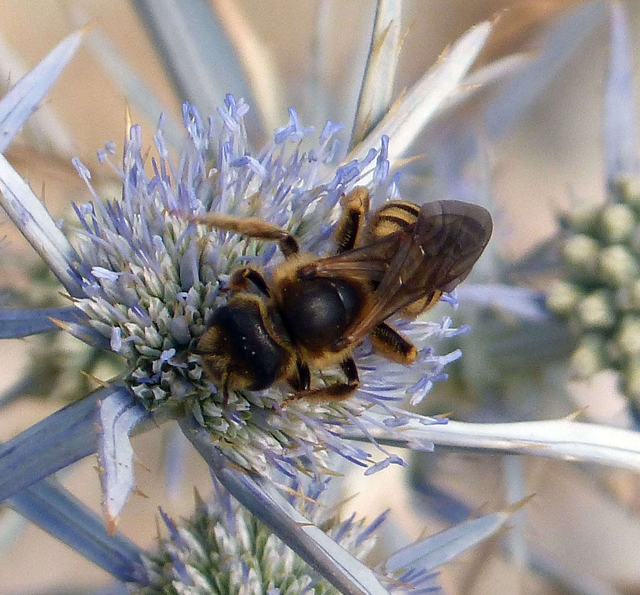 Halictus scabiosae (Rossi 1790)的圖片