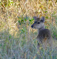 Image of Brocket Deer sp.