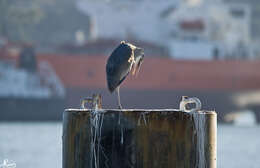 Image of Ardea Linnaeus 1758