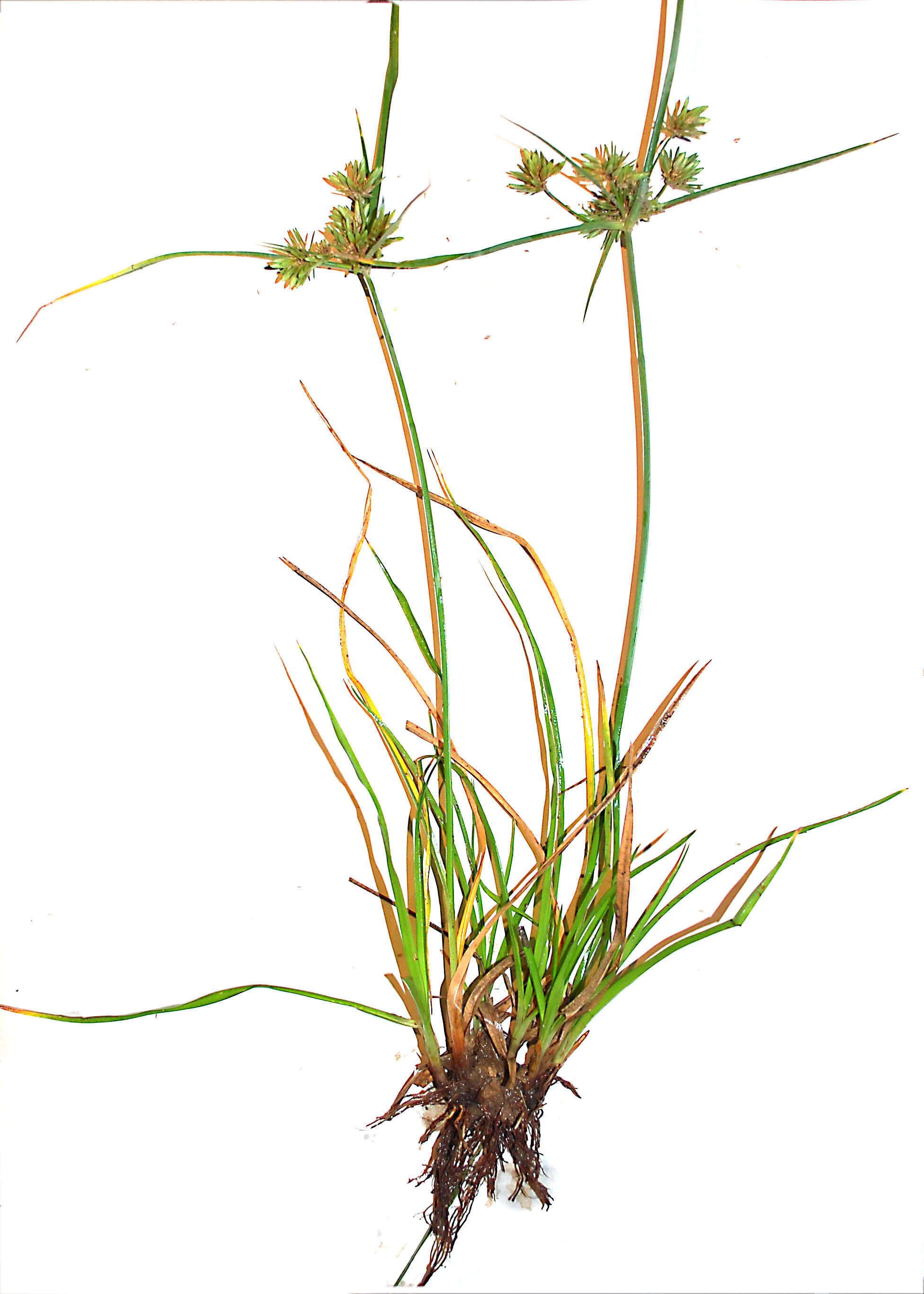 Image of Smallflower Umbrella Sedge