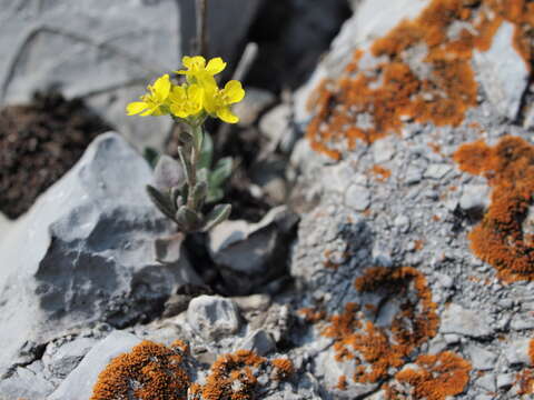 Sivun Alyssum montanum subsp. montanum kuva