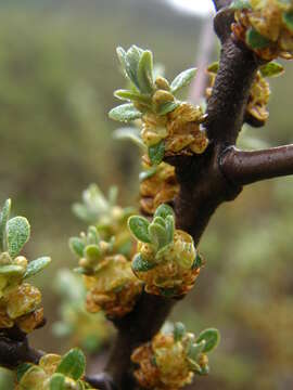 Image of Sea-buckthorn