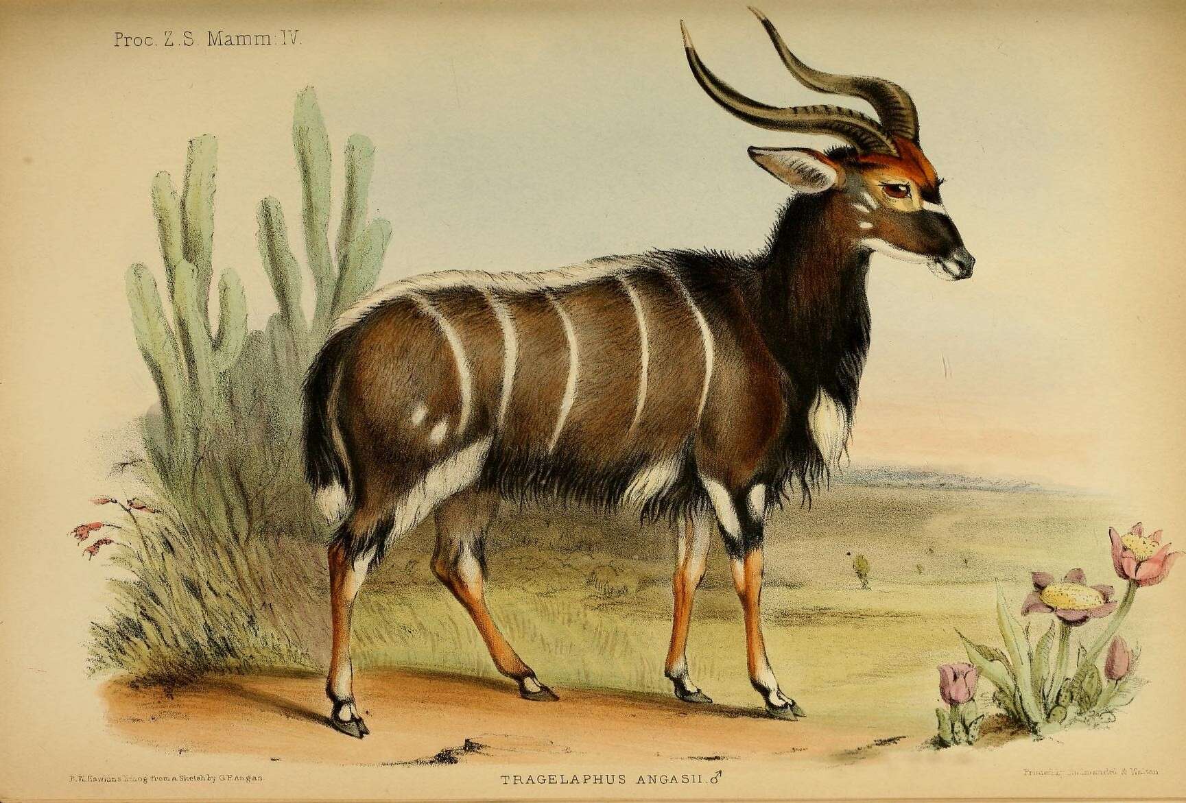 Image of Spiral-horned Antelope