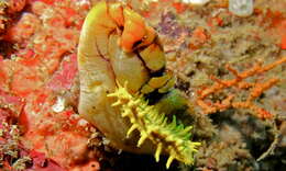 Image of Ox heart ascidian