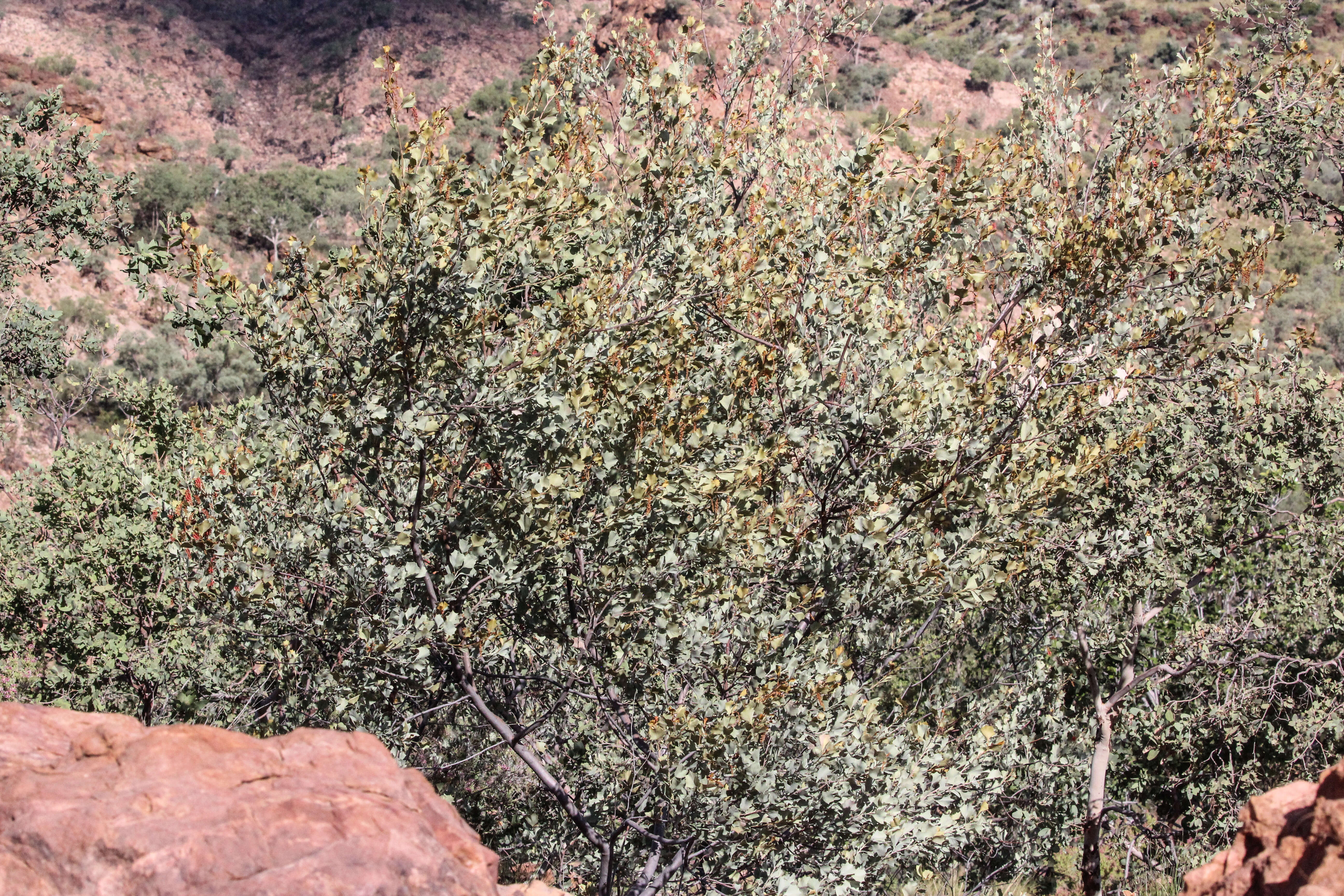 Image of Grevillea wickhamii subsp. aprica Mc Gill.