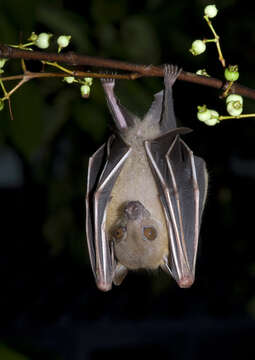 Image of Cynopterus F. Cuvier 1824