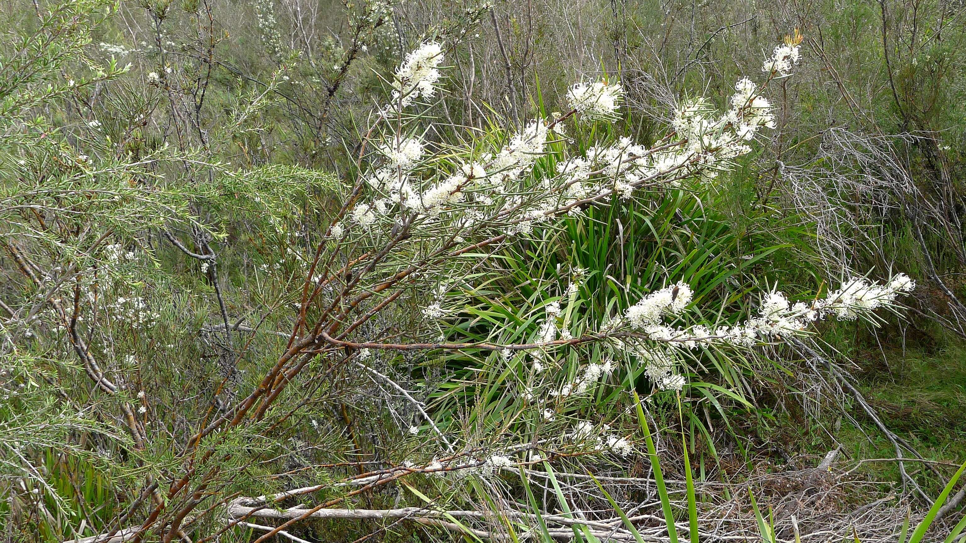 Image of Hakea microcarpa R. Br.