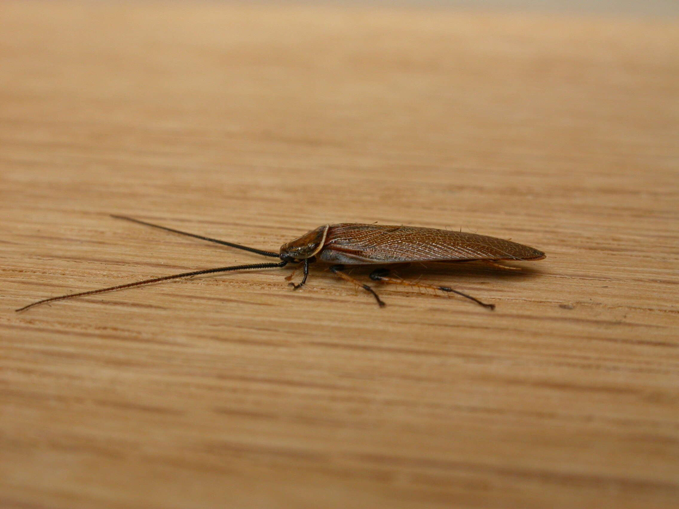 Image of Ellipsidion