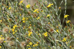 Image de Pityopsis graminifolia (Michx.) Nutt.