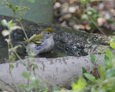 Image of Chestnut-sided Warbler