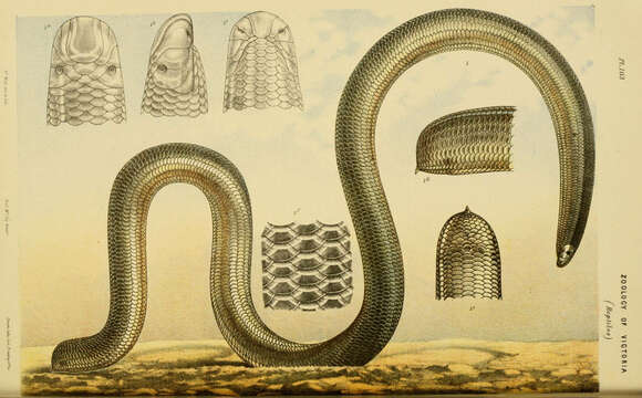 Image of Typhlops nigrescens