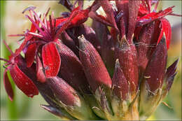 Image of Dianthus carthusianorum subsp. carthusianorum