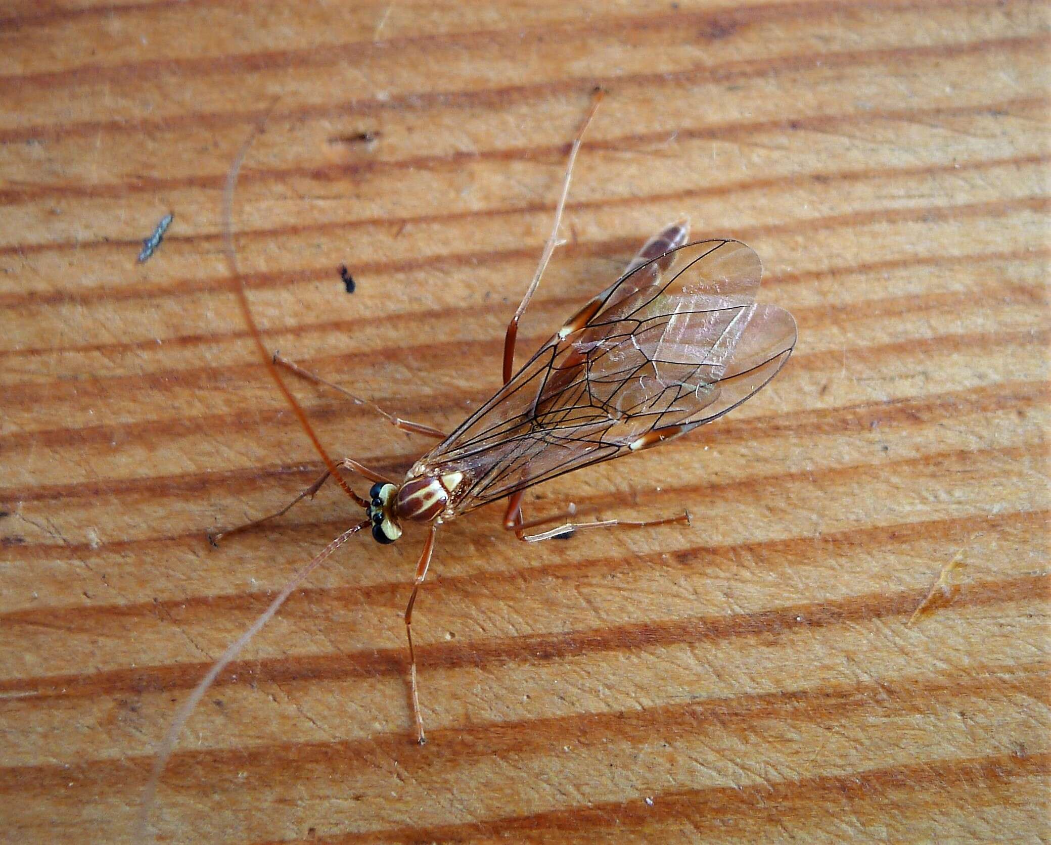 Image of Short-tailed Ichneumon Wasps