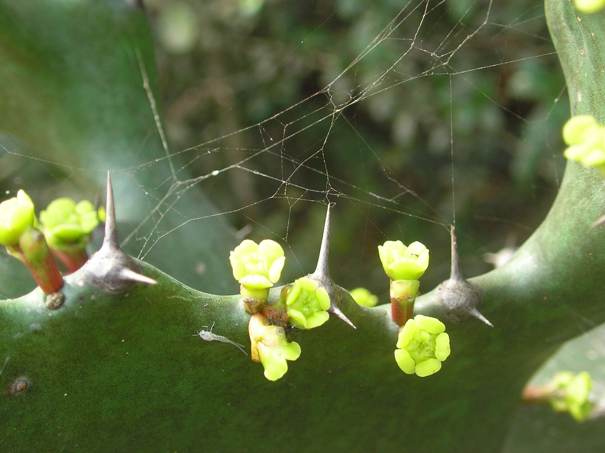 Image of Euphorbia antiquorum L.